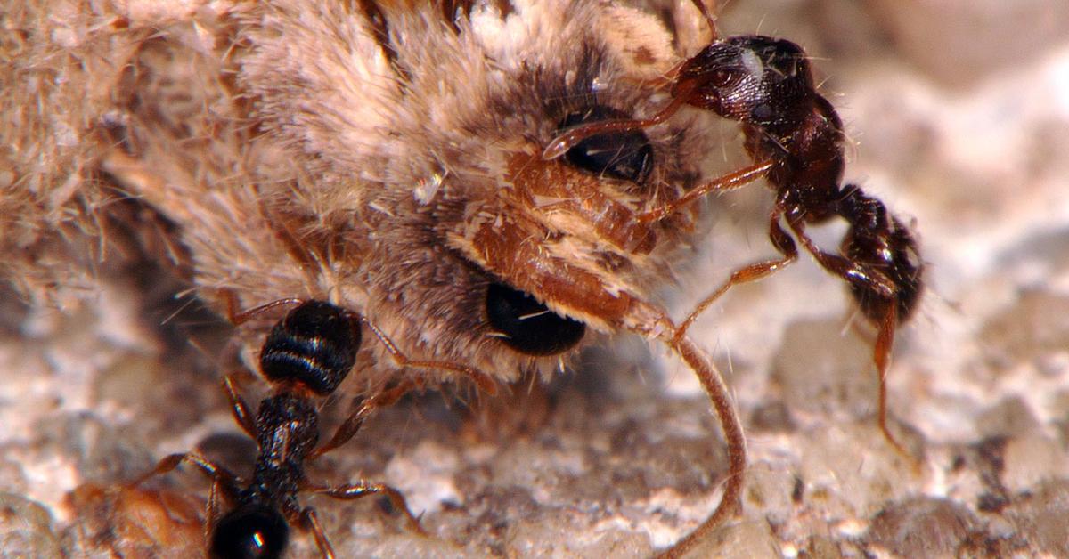 Pictures of Carpenter Ant