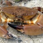 Pictures of Rock Crab