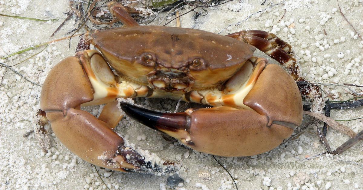 Pictures of Rock Crab