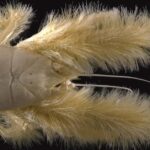 Pictures of Yeti Crab