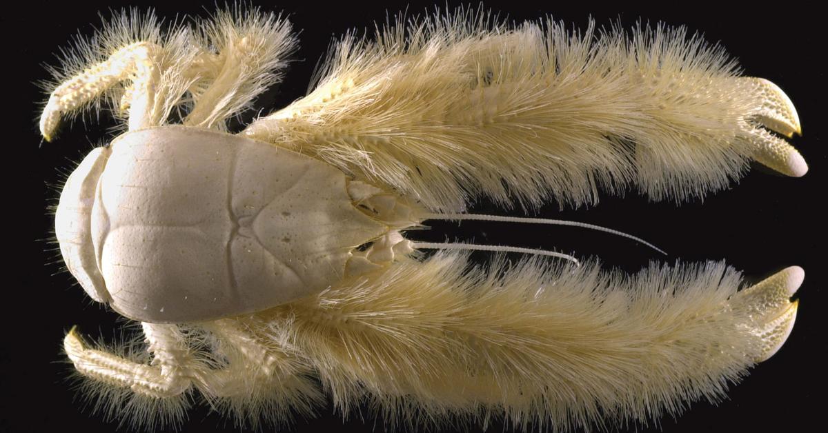 Pictures of Yeti Crab