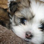 Pictures of Maltese Shih Tzu