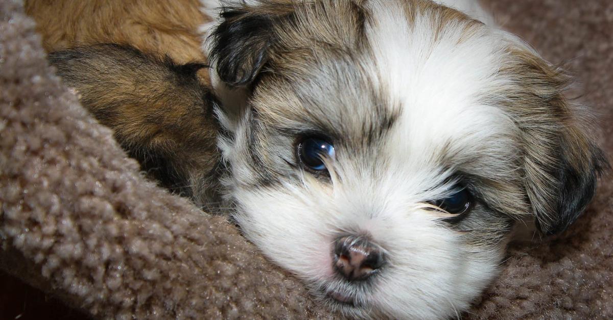 Pictures of Maltese Shih Tzu