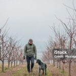 Pictures of Wirehaired Pointing Griffon