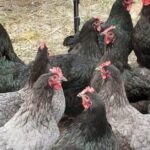 Pictures of Australorp Chicken