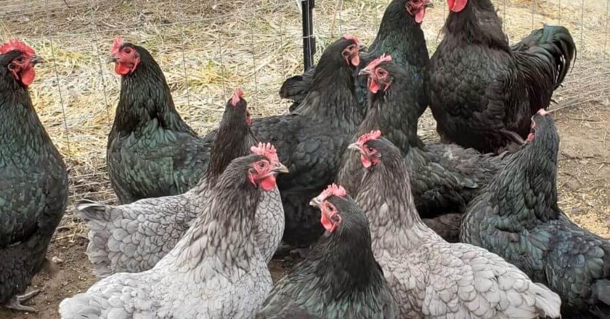 Pictures of Australorp Chicken