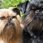 Pictures of Brussels Griffon