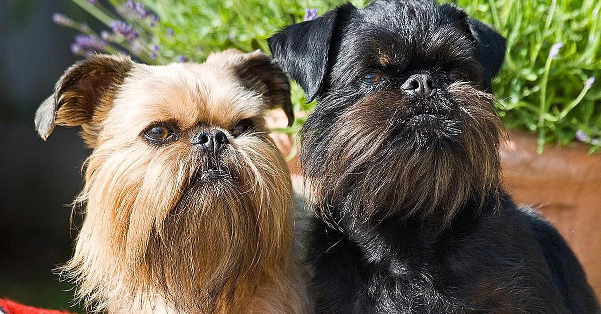 Pictures of Brussels Griffon