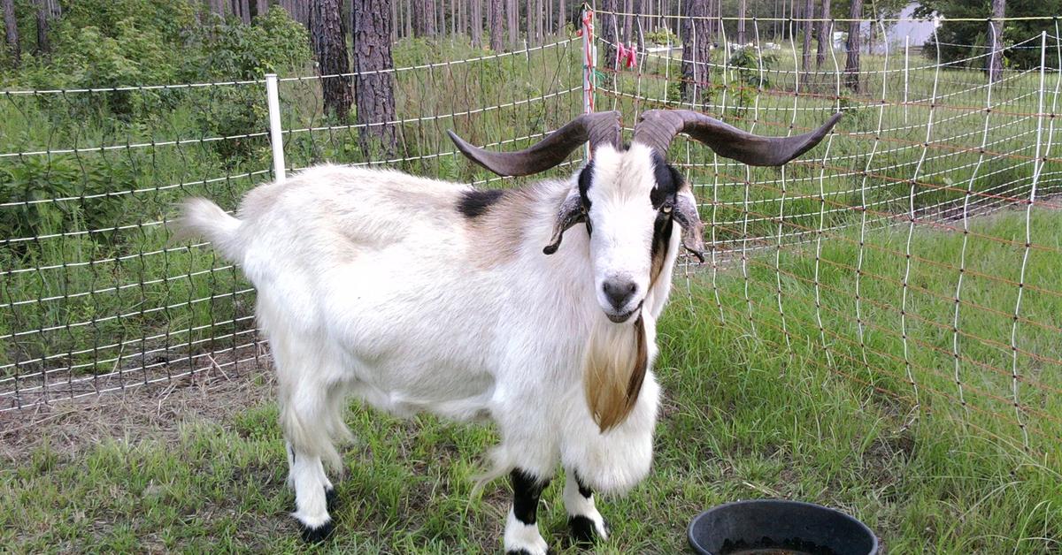 Pictures of Kiko Goat