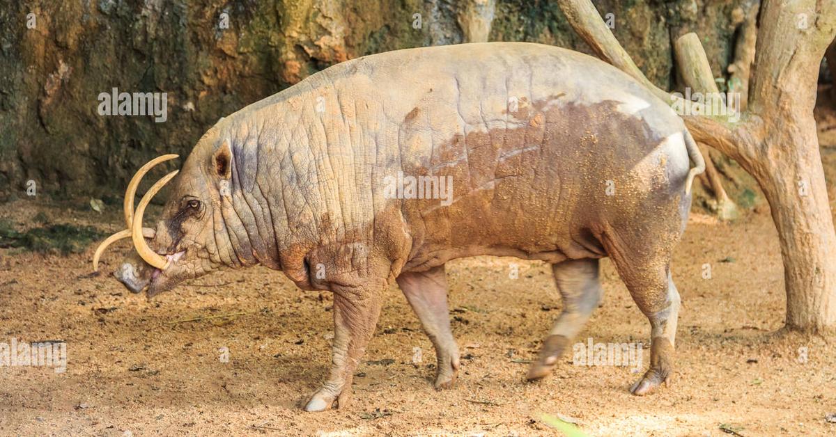 Pictures of Babirusa