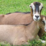 Pictures of Lamancha Goat