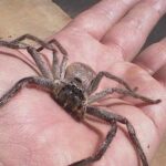 Pictures of Huntsman Spider