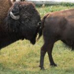 Pictures of Beefalo