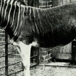 Pictures of Quagga