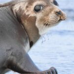 Pictures of Harp Seal