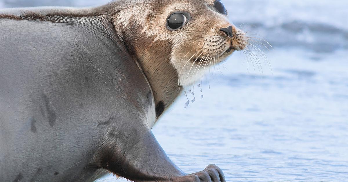 Pictures of Harp Seal