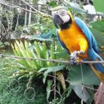 Pictures of Painted Bunting