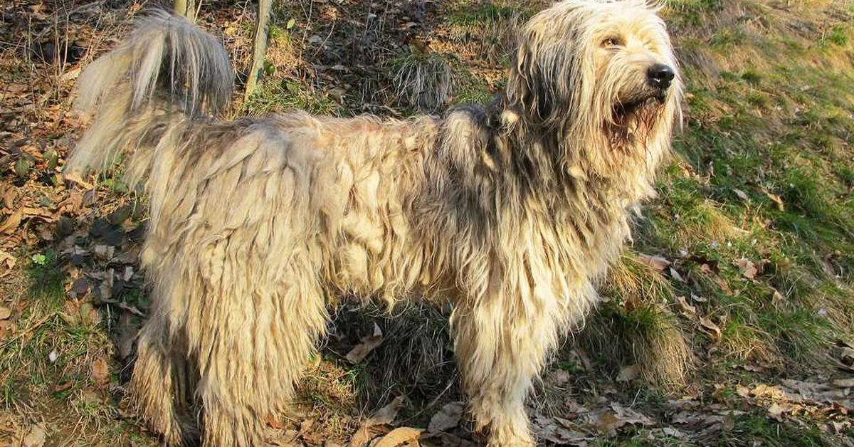 Pictures of Bergamasco