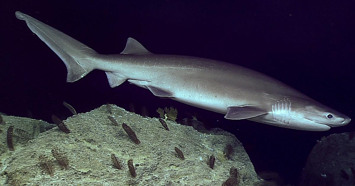 Pictures of Sixgill Shark