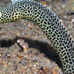 Pictures of Garden Eel