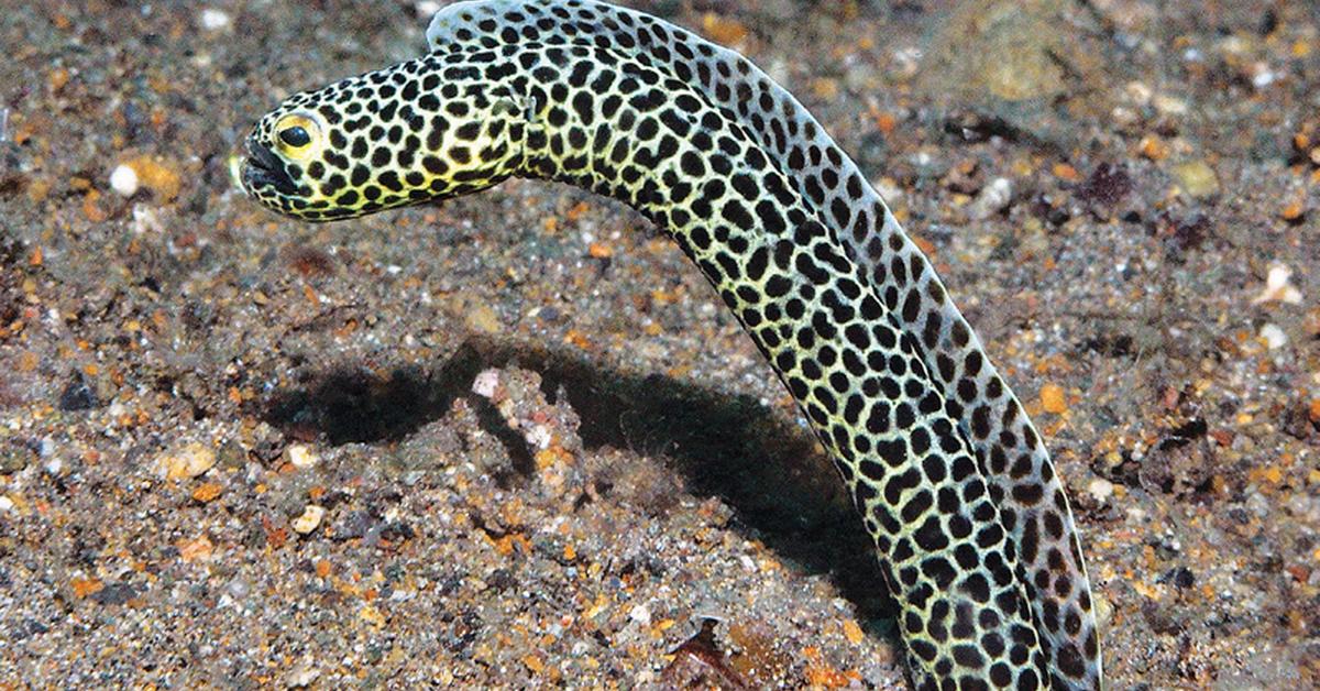 Pictures of Garden Eel