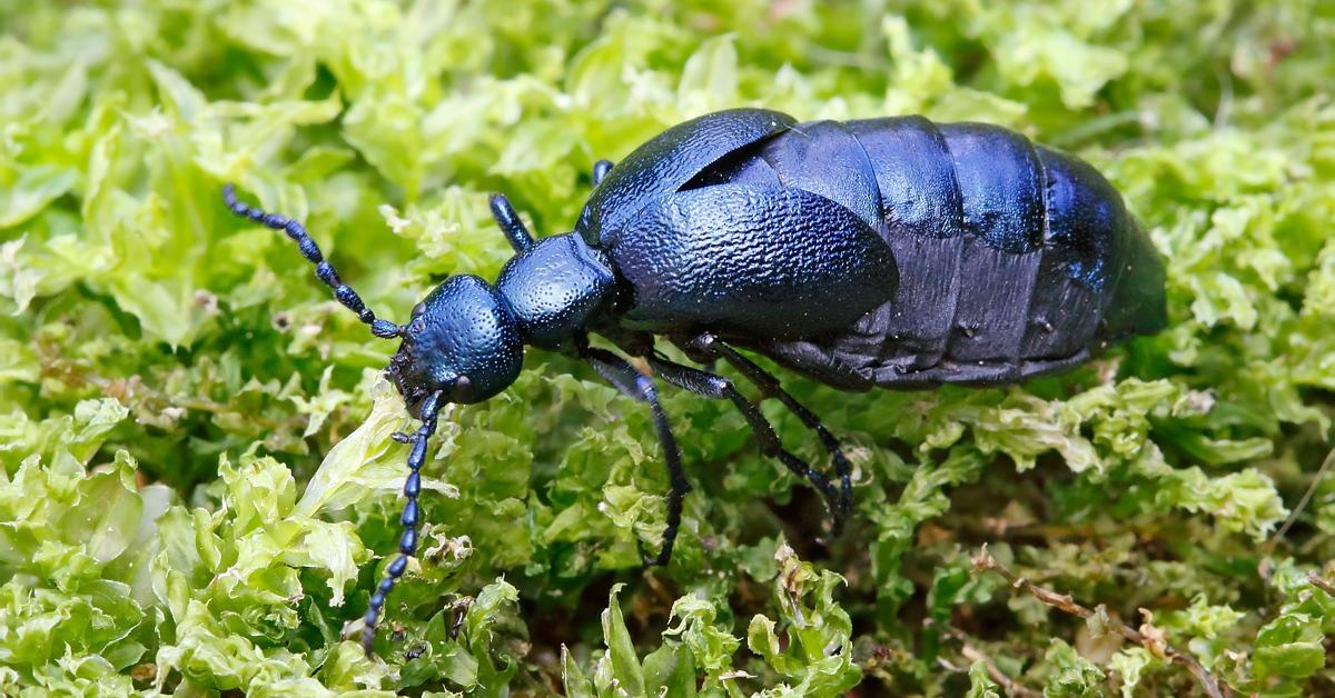 Pictures of Blister Beetle