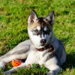 Pictures of Miniature Husky