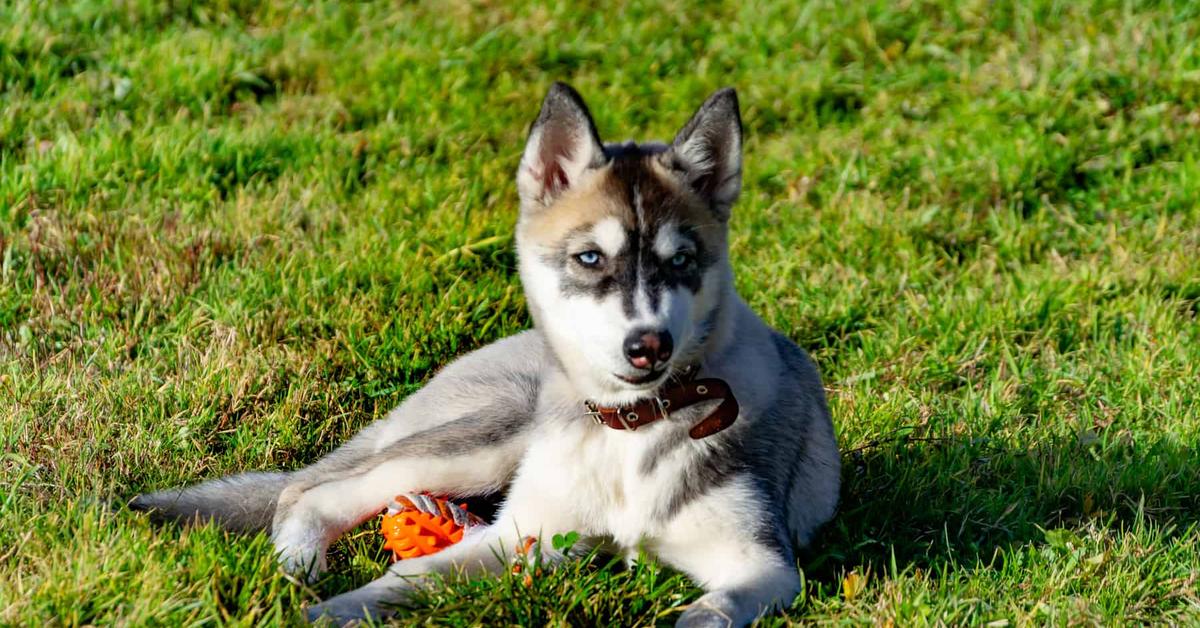 Pictures of Miniature Husky