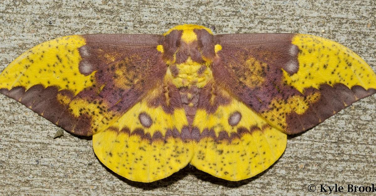 Pictures of Imperial Moth