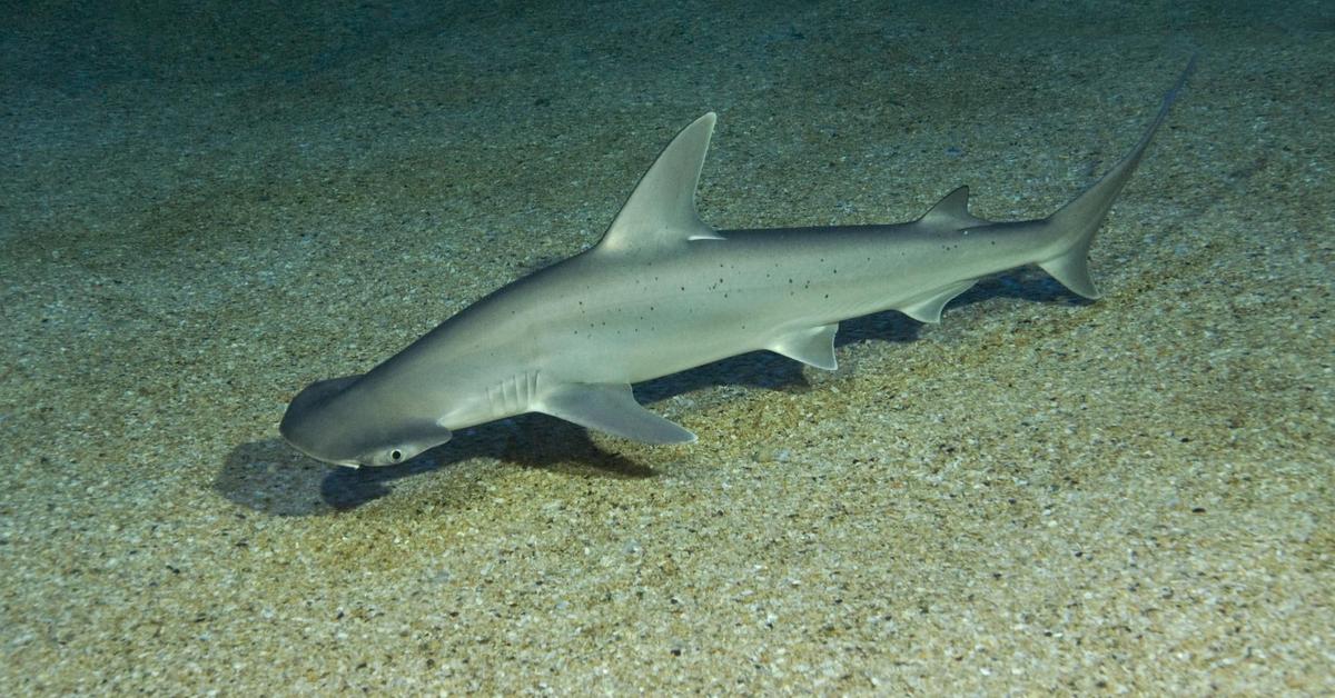 Pictures of Bonnethead Shark