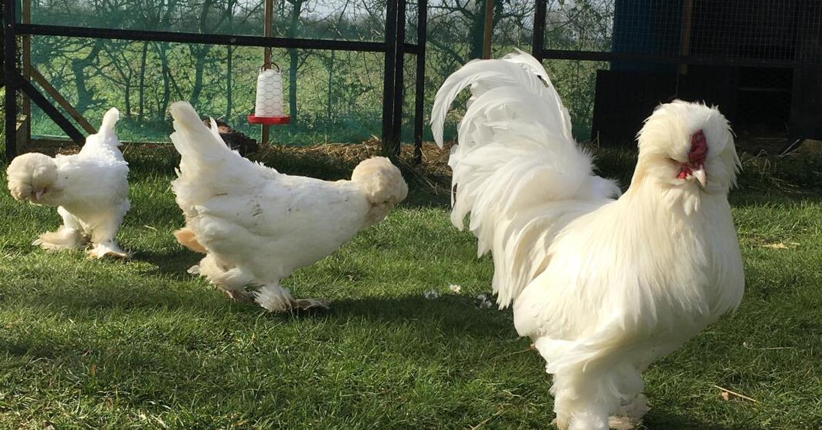 Pictures of Sultan Chicken