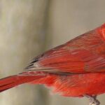 Pictures of Northern Cardinal