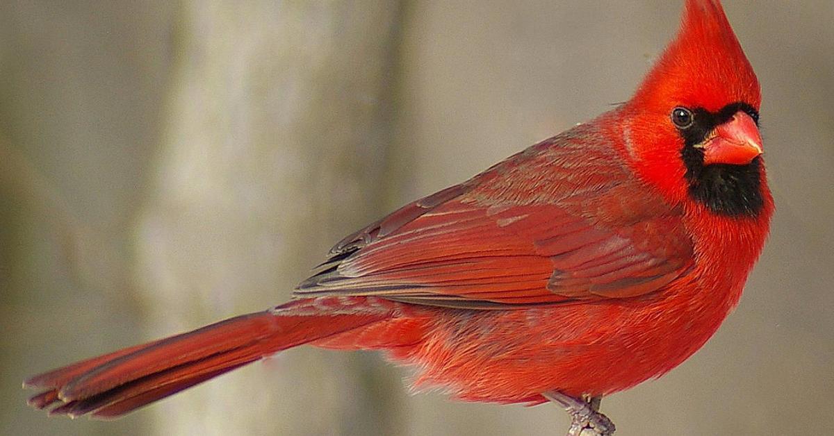 Pictures of Northern Cardinal