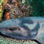 Pictures of Sleeper Shark