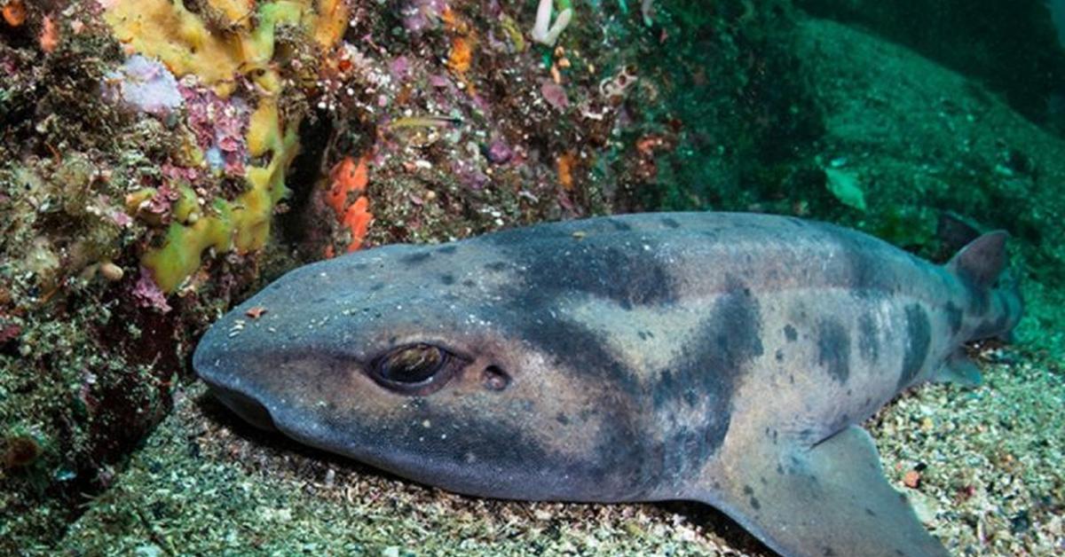 Pictures of Sleeper Shark