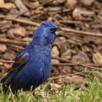 Pictures of Blue Grosbeak