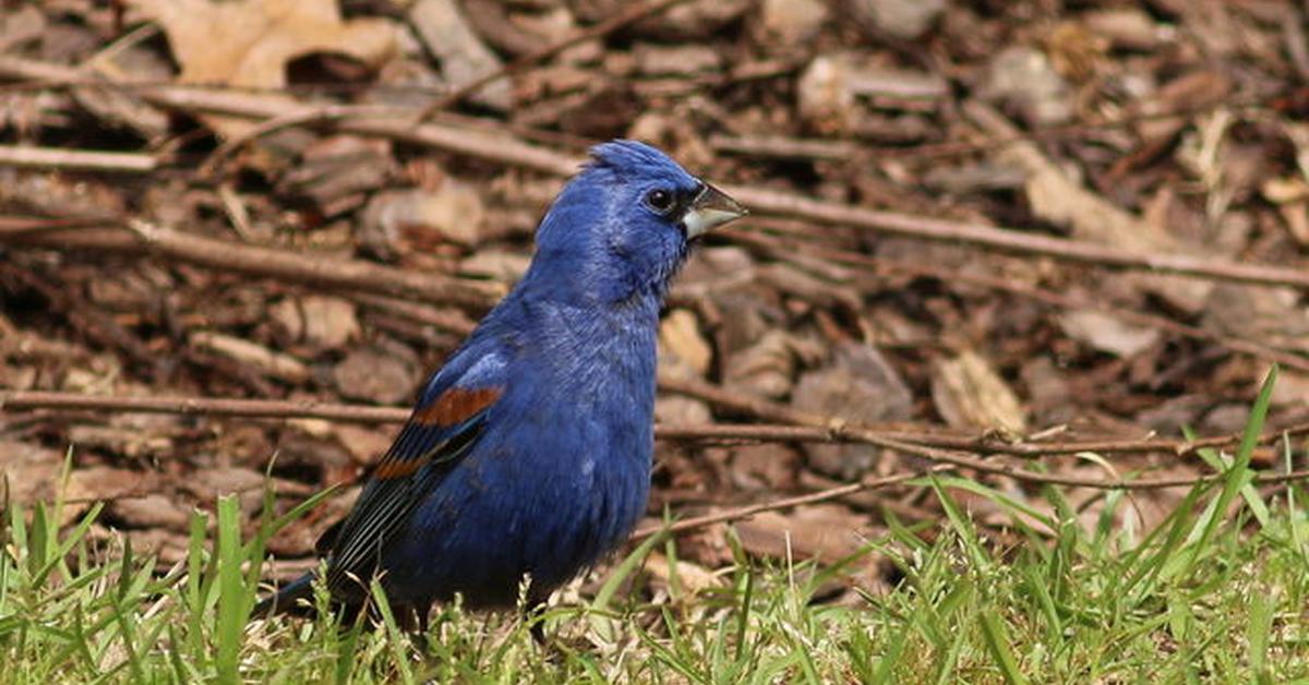 Pictures of Blue Grosbeak