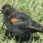 Pictures of Red-Winged Blackbird