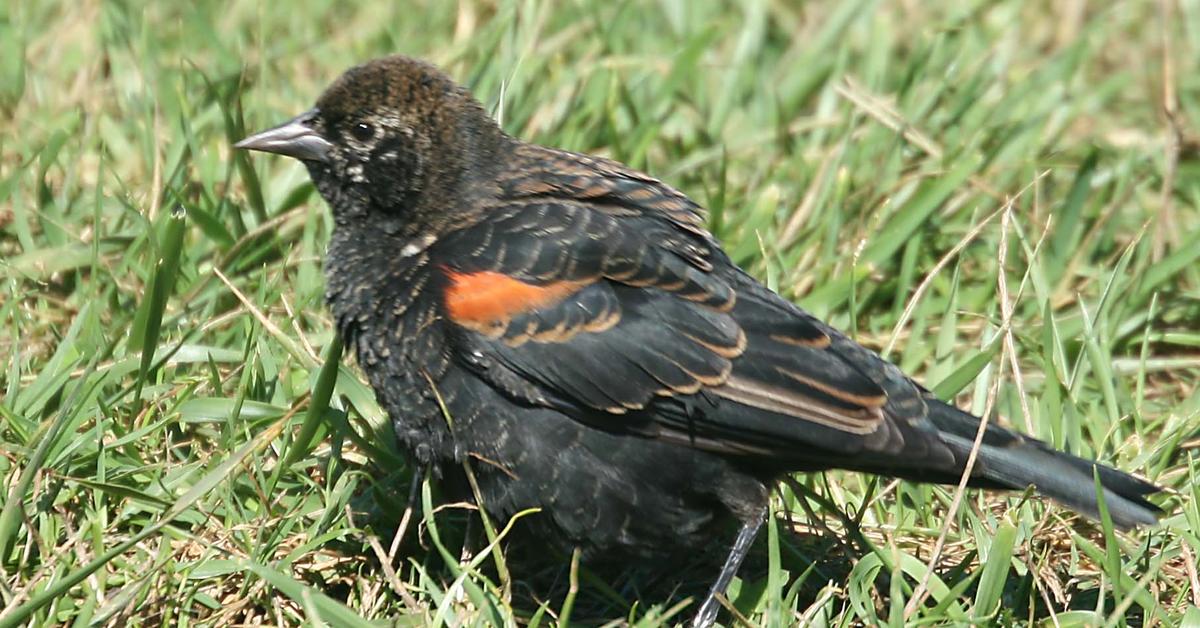 Pictures of Red-Winged Blackbird