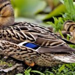 Pictures of Mallard