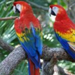 Pictures of Senegal Parrot