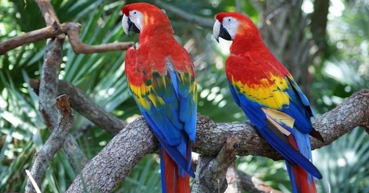 Pictures of Senegal Parrot