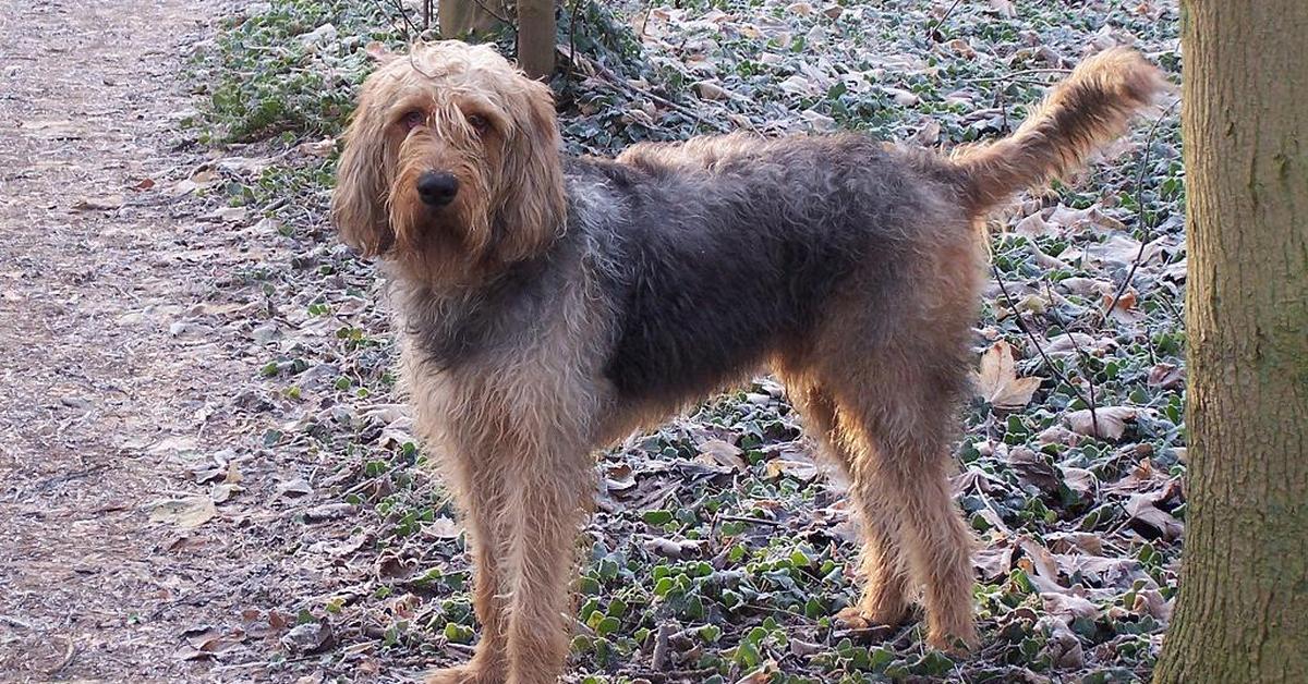 Pictures of Otterhound