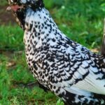 Pictures of Polish Chicken