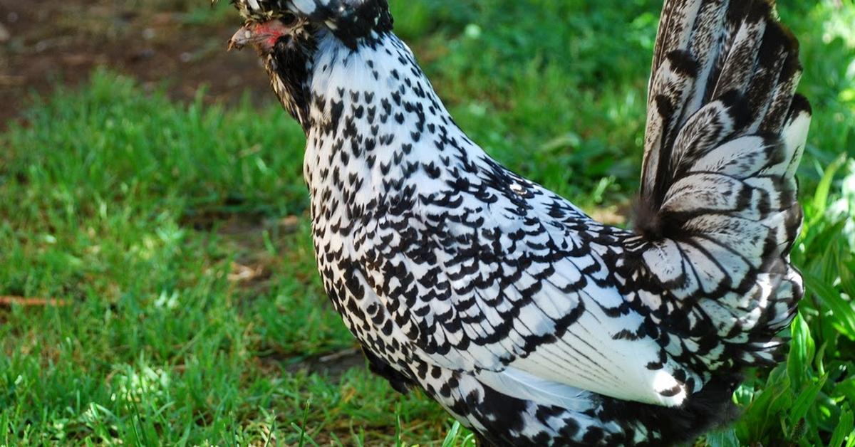 Pictures of Polish Chicken