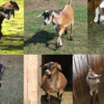 Pictures of Kinder Goat