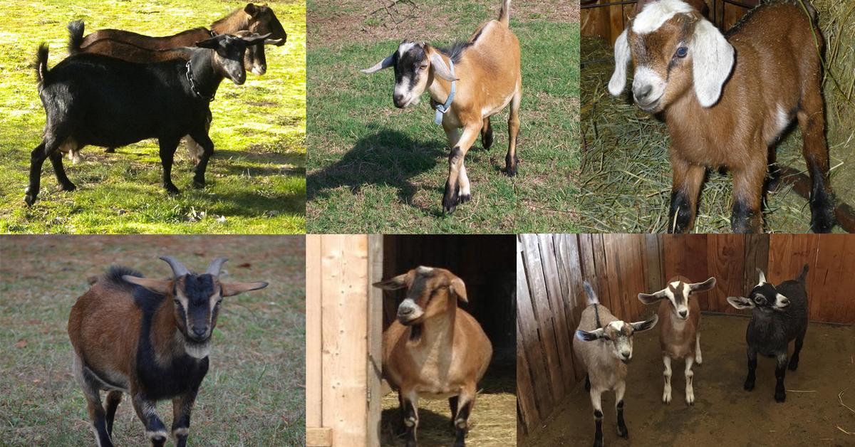 Pictures of Kinder Goat