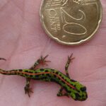 Pictures of Virgin Islands Dwarf Gecko