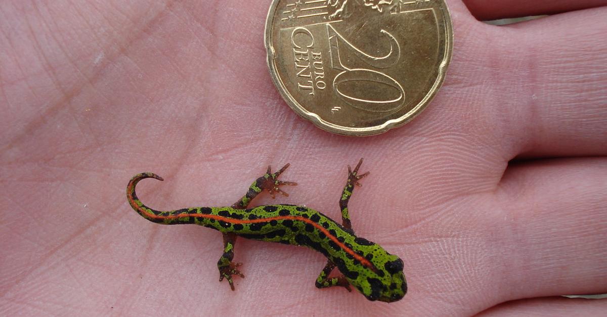 Pictures of Virgin Islands Dwarf Gecko