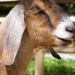 Pictures of Nubian Goat